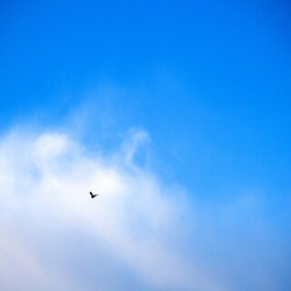 birds1_1395