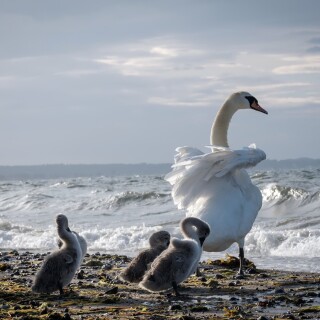 birds1_1409