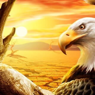 birds1_1422