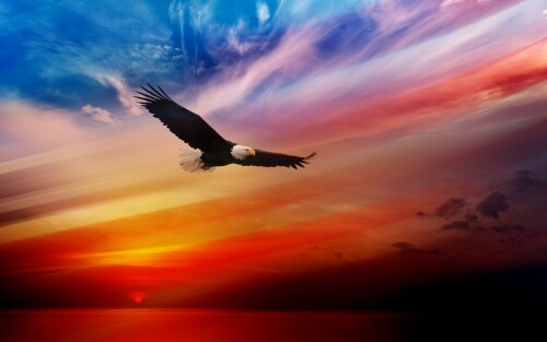 birds1_1424.jpg