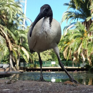 birds1_1430