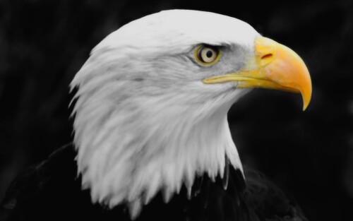 birds1_1472.jpg