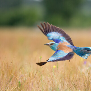 birds1_1477