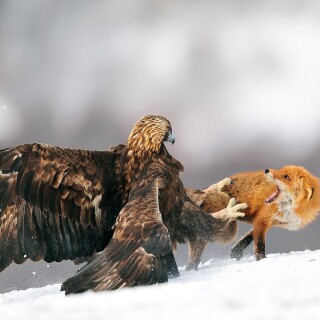 birds1_1493