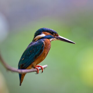 birds1_1498