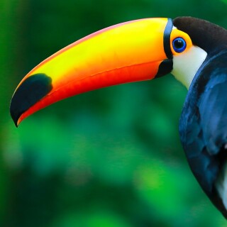 birds1_1505