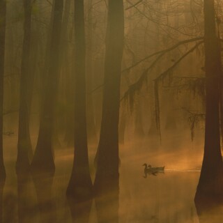 birds1_1525