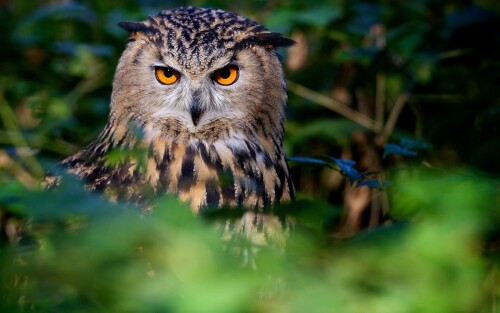 birds1_1564.jpg