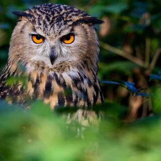 birds1_1564