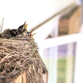 birds1_1575