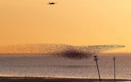 birds1_1594.jpg