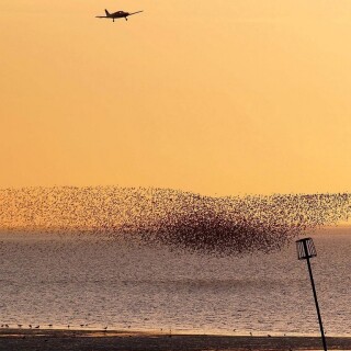 birds1_1594