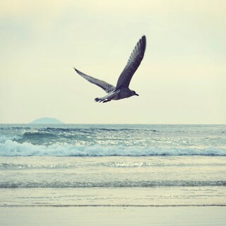 birds1_1596