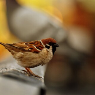 birds1_1597