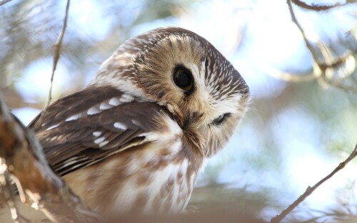 birds1_1603.jpg