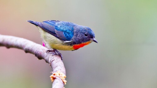 birds1_1624.jpg
