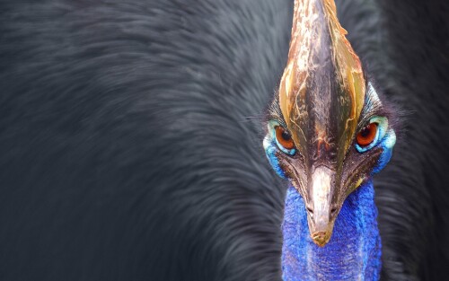 birds1_1629.jpg