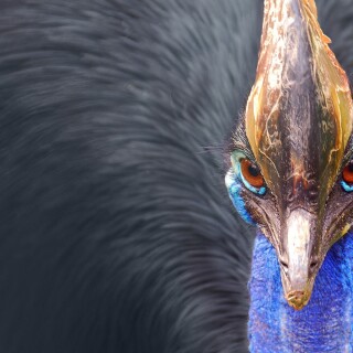 birds1_1629