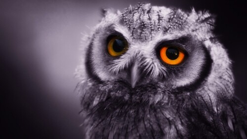 birds1_1638.jpg