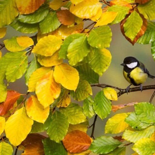 birds1_1641