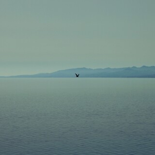 birds1_1650