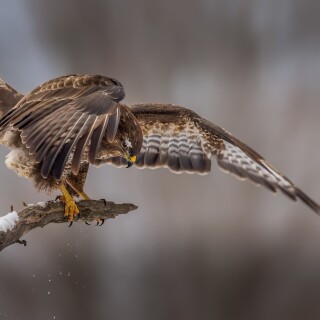 birds1_1668