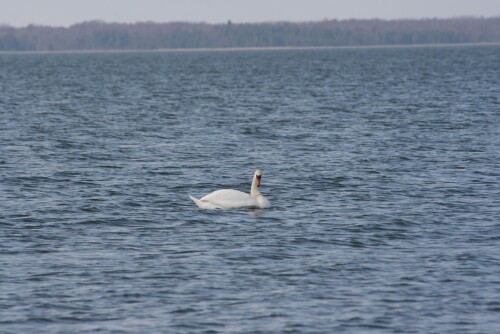 birds1_1680.jpg