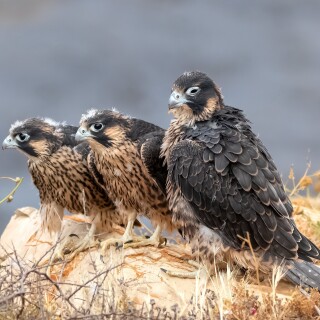 birds1_1693