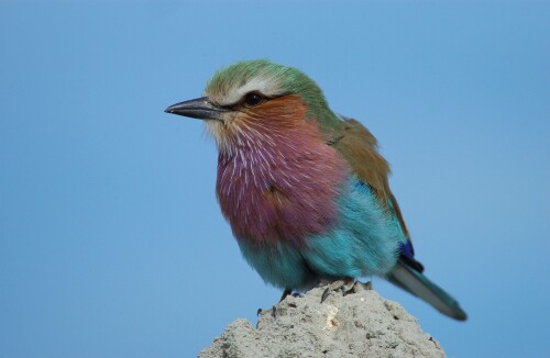 birds1_1698.jpg