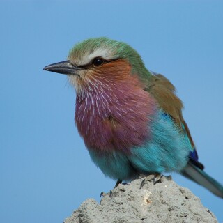 birds1_1698