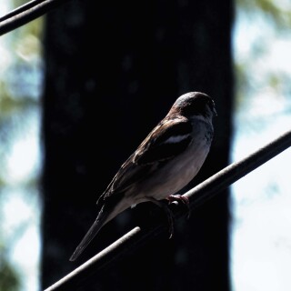 birds1_1708