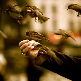 birds1_1712
