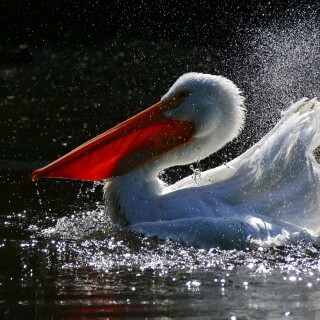 birds1_1719