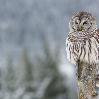 birds1_1736