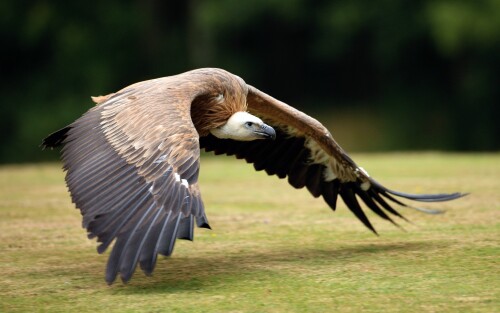 birds1_1738.jpg