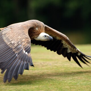 birds1_1738