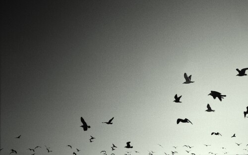 birds1_1748.jpg