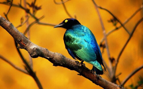 birds1_1754.jpg