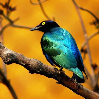birds1_1754