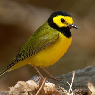 birds1_1758