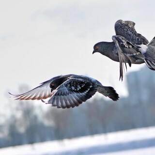 birds1_1766