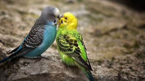 birds1_1767.jpg