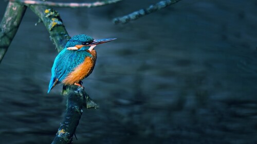 birds1_1768.jpg