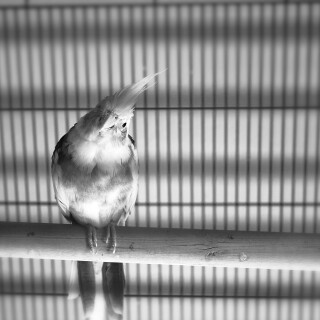 birds1_1770