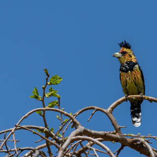 birds1_1773