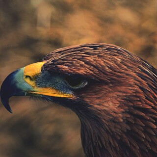 birds1_1774