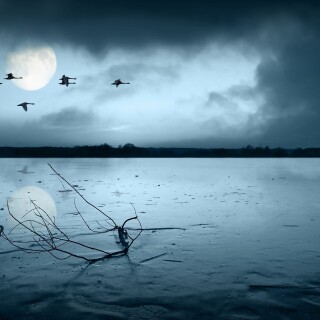 birds1_1779