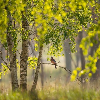 birds1_1787