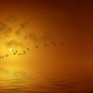 birds1_1789