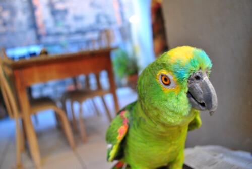 birds1_1790.jpg